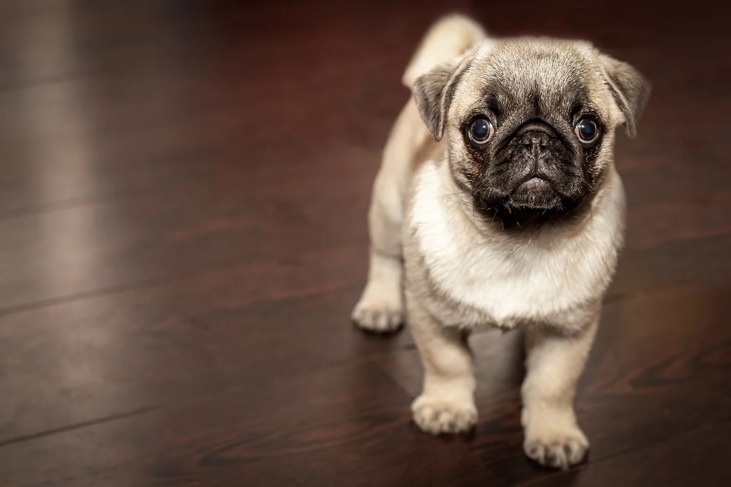 Les différentes solutions contre les vers chez le chien